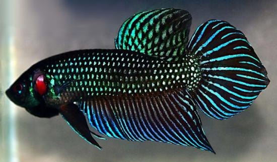 poisson - biodiversité - ichtyologie - zoologie - combattant - ThaÏlande - betta mahachaiensis - betta splendens - Chanon Kowasupat - nouvelle espèce - Osphronemidae - Maha Chai - nypa fruticans
