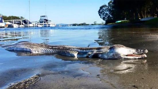 Creature echouee dans le lac macquarie en australie fevrier 2016 1