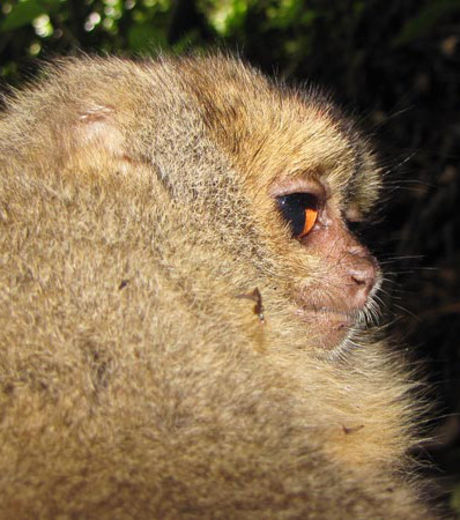 Zoologie - biodiversité - singe hibou - porc-épic - musaraigne - National Geographic -  menacé - mammifère - septembre 2012 - parc national tabaconas Namballe - Equateur
