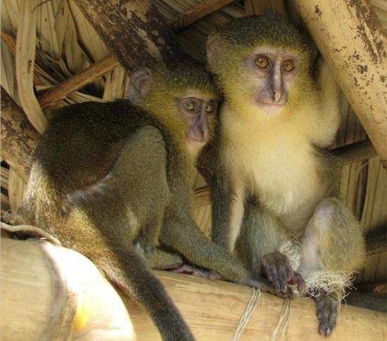 zoologie - primate - singe - République démocratique du Congo - cercopithécidé - mammifère - nouvelle espèce - septembre 2012 - Afrique -  Cercopithecus lomamiensis - cryptozoologie - lesula - John Hart 