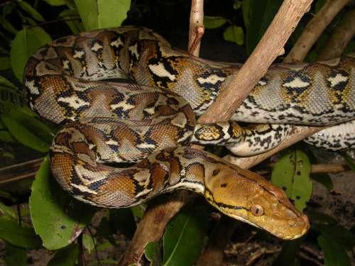 python-reticule-python-reticulatus.jpg