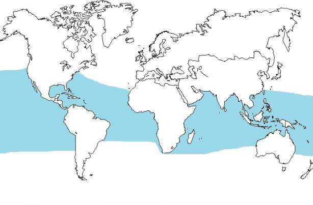zoologie - requin-baleine - rhincodon typus - plus grand poisson connu - carcharadon carcharias - poisson - ichtyologie - catilagineux  - espèce menacée - océan - septembre 2012  - Californie