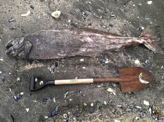 ragfish-POint LOuisa-Alaska-AK-USA-Etats Unis-Poisson cartilagineux-aout 2013-Michael Hays-zoologie-ichtyologie-poisson rare-échouage-Icosteus aenigmaticus