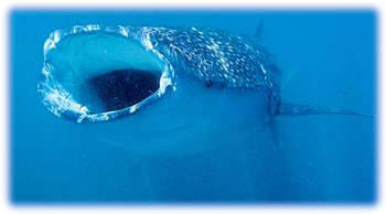 zoologie - requin-baleine - rhincodon typus - plus grand poisson connu - carcharadon carcharias - poisson - ichtyologie - catilagineux  - espèce menacée - océan - septembre 2012  - Californie
