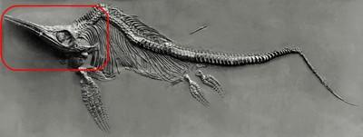 crane-d-ichtyosaure-1.jpg