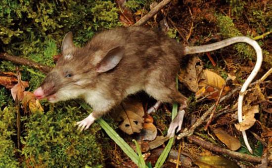 Decouverte du nasin de sulawesi hyorhinomys stuempkei image credit jake esselstyn louisiana state university