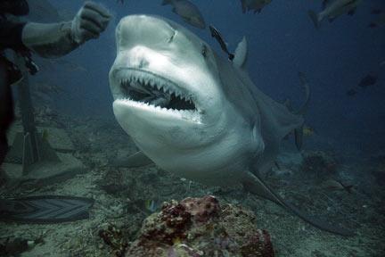 carcharhinus leucas requin bouledogue requin du zambèze poisson osseux poisson cartilagineu semi-pélagique zoologie ichtyologie attaque à la réunion requin eau douce