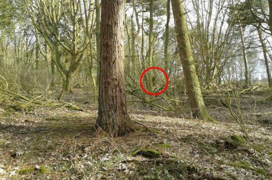 bigfoot, hominidé inconnu, Philippe Mind, Banck, saquatch, Debbie Crossley Hatswell, Bigfoot Research organisation, Friskney, réserve naturelle de Friskney, Adam Bird, décembre 2014, Royaume Uni, Europe, Lincolnshire, vidéo, photographie, HSV, cryptozoologie