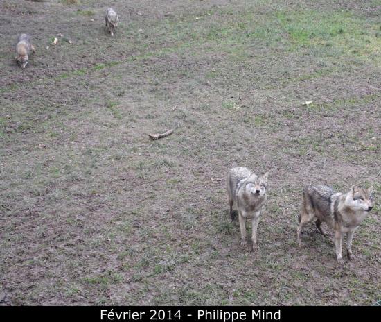 Jean Marc Landry-Spécialste du loup-dans les yeux du loup-formation-crypto-investigations-zoologie-ethnologie-loup noir d'alberta-timberwolf- loup arctique-Rhodes-Parc Sainte Croix