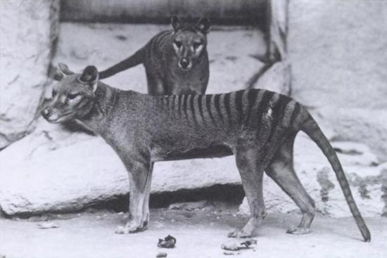 Le Centre for Fortean Zoology à la recherche du thylacine (Crypto-Investigations)