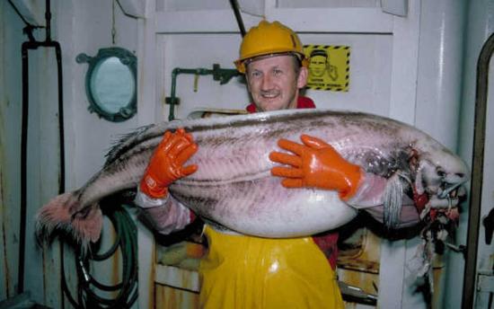 ragfish-POint LOuisa-Alaska-AK-USA-Etats Unis-Poisson cartilagineux-aout 2013-Michael Hays-zoologie-ichtyologie-poisson rare-échouage-Icosteus aenigmaticus